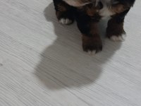 Dişi morkie