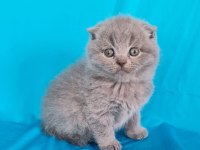 Scottish fold yavrular sahibinden