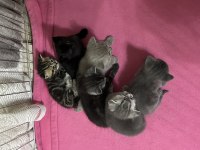 Birbirinden tatlış british shorthair yavrular yuva arıyor