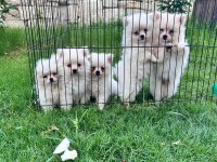 A kalite pomeranian boo