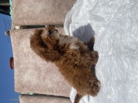 MİNİ BOY MALTİPOO OĞLUMUZ