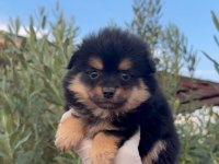 Bu Pomeranian Güzellik Kaçmaz