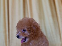 Orjinal Toy Poodle Yavruları 2.5 Aylık