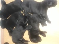 A Scr cane corso bebekler 04,04,2024