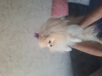 Yetişkin Bakımlı Aşılı Eğitimli Eşyalı Dişi Pomeranian