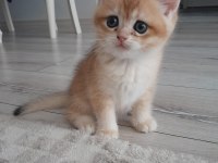 British shorthair Ny12 golden erkek yavru