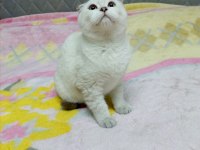 Sıfır kulak scottish fold