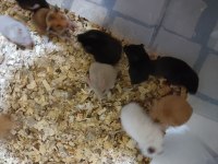 Çok Şirin Tatlı Minik Hamsterler