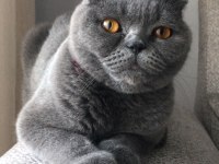 Uyumlu Sakin Scottish Fold Kızımız