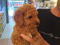 Red Toy Poodle