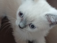 British shorthair yavrularımız yeni yuva arıyor
