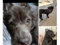 Köpeğimizin adı karamel sahiplendirmek istiyorum