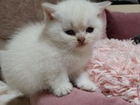 Scottish fold ve scottish straigt yavrularım