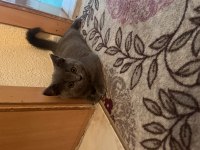 British shorthair yavru oyuncu