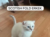 SCOTTİSH FOLD DEĞERİNİN ALTINDA VERİLECEK