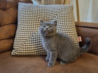 Oyuncu Ayı Surat British Shorthair