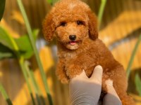 Toy Poodle Yavruları