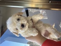 Bichon frise köpeği