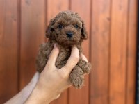 Eşsiz kalite toy Poodle yavrularım