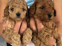 Show Kalite Tea Cup Kore Poodle Yavrularımız