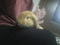 Teddy lop tavşanı