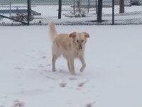 Çok sevecen dişi golden retriever