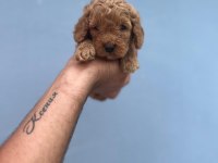 Her Renk Maltipoo Yavrumuzu Canlı Görebilirsiniz