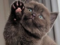 Bitter Çikolata British Shorthair