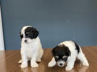 Morkie Yavrular Ankara Mağazamızda Canlı Görün
