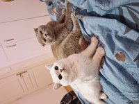 Scottish Fold Erkek Kedimiz