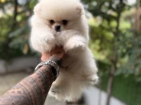 Villamızdan Teddy Bear Pomeranian Boo Yavrularımız