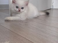 British Longhair Miniklerim
