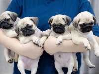DÜNYA TATLISI PUG YAVRULARI