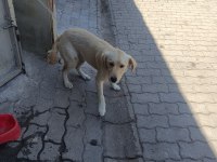 Köpeğe Acil Yuva Arıyoruz Sahiplendireceğiz