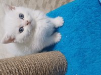 British shorthair yavrumuz