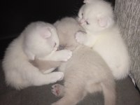 Yavrularımız yeni sahibini arıyor scottish fold