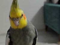 Acil satılık konuşan sultan papağanı
