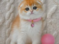 Şampiyon Soyundan NY12 Scottish Fold Shorthair