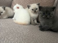British shorthair bebekler