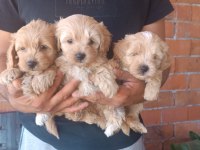 Maltipoo kalite yavrular ırk sağlık garantili