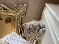 2 aylık iran kırması kedi