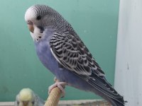 Yeni yeme düşmüş bebek muhabbetler jumbo çek ingiliz