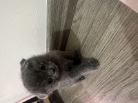 Scottish fold yavrumuz yuva arıyor