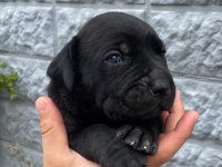1.5 Aylık Bir O Kadarda Tatlı Bi Cane Corso