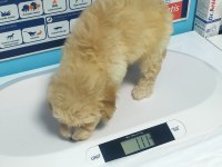 2 aylık erkek maltipoo