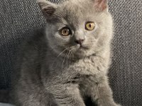 British Shorthair Blue Erkek