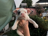 Güzel french bulldog yavrularımız
