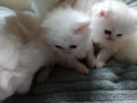 iran persian kedimiz