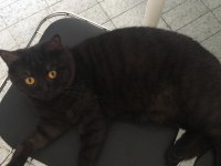 Kedimiz Batman ücretsiz sahiplendirilecektir
