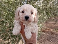 2.5 aylık maltipoo yavruma yuva arıyoruz
